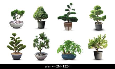 Set con diversi bei alberi di bonsai su sfondo bianco Foto Stock