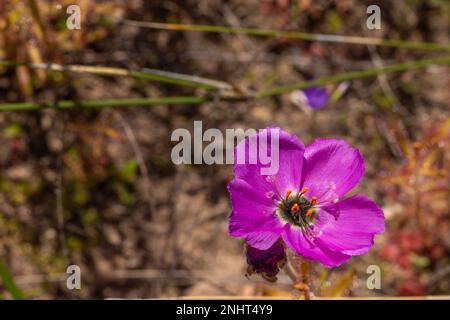 Fiore rosa della pianta carnivora Drosera cistiflora vicino a Piketberg, nel Capo Occidentale del Sud Africa Foto Stock