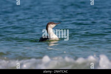 Grande uccelli acquatici nel suo habitat naturale, Loon nero, Gavia artica Foto Stock