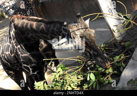 Los Angeles, California, USA 20th Febbraio 2023 Maasai Giraffe, Masai Giraffe mangiare allo Zoo DI LA il 20 Febbraio 2023 a Los Angeles, California, USA. Foto di Barry King/Alamy Stock Photo Foto Stock