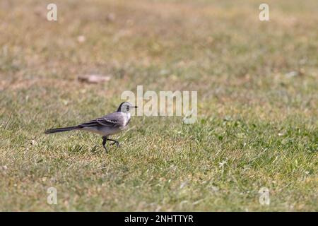 Coda di cavallo Pied [ Motacilla alba ] uccello giovane su erba Foto Stock