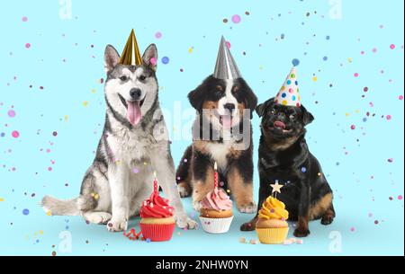 Cani carini con cappelli da festa e deliziosi cupcake di compleanno su sfondo azzurro Foto Stock