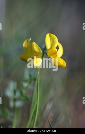 Trifoglio di uccello-piede, corniculatus di loto, anche conosciuto come il deervetch di Birdfoot o uova-e-pancetta, fiore selvatico dalla Finlandia Foto Stock