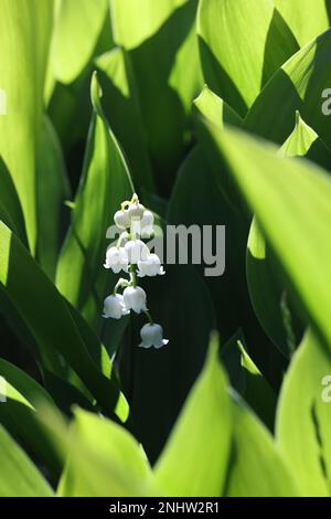 Giglio della valle, Convallaria majalis, fiore selvatico dalla Finlandia Foto Stock