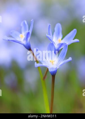 Glory-of-the-Snow, chiamato anche gigante blu, Scilla forbesei, fiore di primavera blu dalla Finlandia Foto Stock