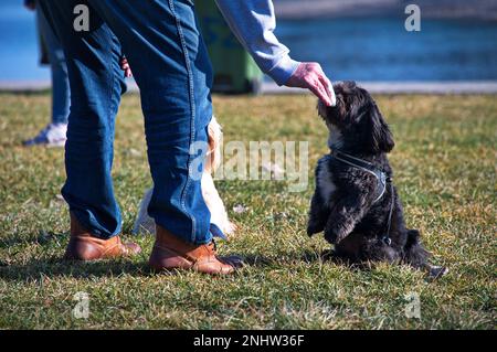 Uomo irriconoscibile allenarsi e nutrire un paio di carini cani in un parco Foto Stock