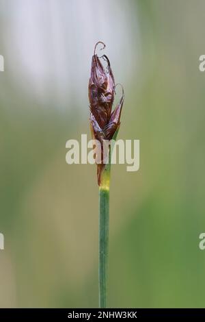 Saltmarsh Flat Sedge, Blysmus rufus, noto anche come bulrush rosso, pianta di mare selvatica dalla Finlandia Foto Stock