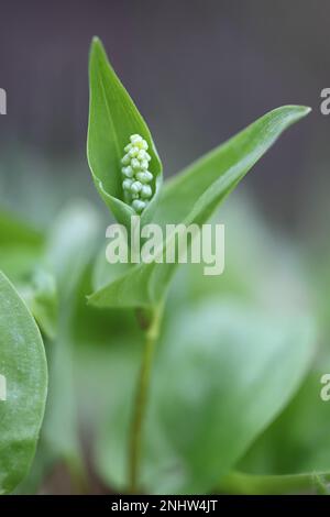 May Lily, Maianthemum bifolium, pianta velenosa selvatica dalla Finlandia Foto Stock