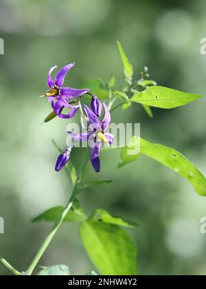 Amarognolo, Solanum dulcamara, conosciuto anche come Bindweed Blu o Bitter nightshade, pianta velenosa selvatica dalla Finlandia Foto Stock