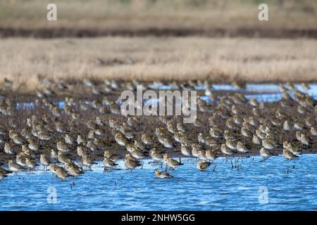 Centinaia di albicaria Golden Plover Pluvialis che riposano presso la riserva naturale RSPB di Frampton Marsh, Lincolnshire, Regno Unito. Foto Stock