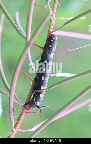 Bruco di falco-falco di paglia da letto, Hyles gallii, che si nutre di alghe da fuoco, Chamaenerion angustifolium Foto Stock