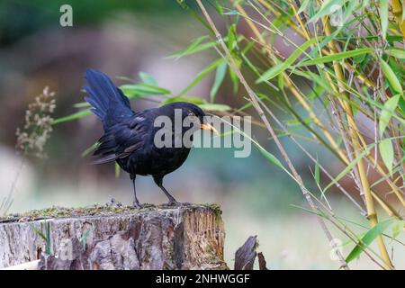 Blackbird [ Turdus merula ] su vecchio ceppo di albero Foto Stock