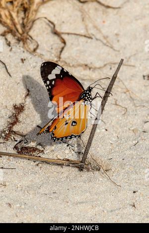 African Monarch, Danaus chrysippus sull'isola di Assunzione, Seychelles Foto Stock