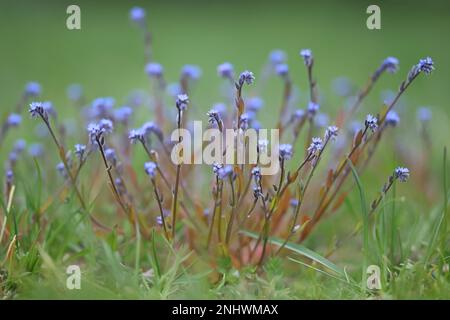 Erba di scorpione blu, Myosotis stricta, conosciuta anche come rigido dimenticare-me-not, fiore di primavera selvatica dalla Finlandia Foto Stock