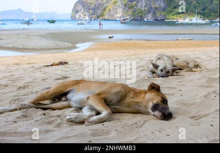 Due cani senzatetto sulla spiaggia. Cani da letto sulla costa del mare, Asia. Adorabili animali domestici stanchi nelle calde giornate estive. Cani marroni e grigi sdraiati sulla sabbia. Foto Stock