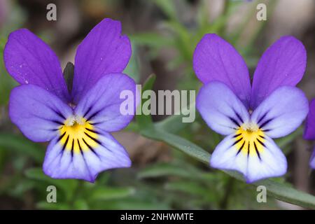 Viola tricolore, conosciuto come Johnny Jump up, heartsease, heart's delight e molti altri nomi, fiore selvaggio dalla Finlandia Foto Stock