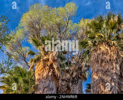 Cottonwoods che crescono sulla cima di palme fan, boschetto presso Cottonwood Spring Oasis, Joshua Tree National Park, California, USA Foto Stock