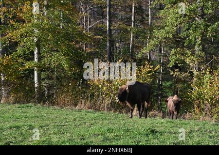 I bisonti europei o i saggi, Bison bonasus in latino, vivono nella Svizzera occidentale. Due degli animali adulti stanno andando fuori dalla foresta all'erba. Foto Stock