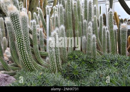 Colonia di cactus in latino chiamata Oreocereus doelzianus che cresce in giardino botanico. Composizione di cactus colonnari con focus sul primo piano. C'è Foto Stock