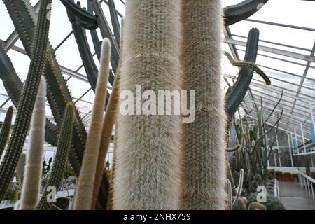 Due steli di cannello d'argento o cannello lanoso cactus, in latino chiamato cleistocactus strausii. Taglio da una serra piena di cactus e piante succulente Foto Stock