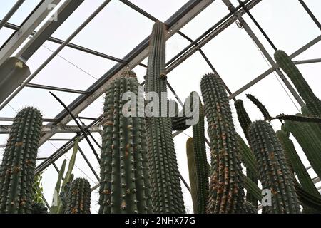 Cactus chiamato in latino Cephalocereus scoparius. Steli lunghi catturati nella vista ad angolo basso. Sullo sfondo c'è una costruzione di serra. Foto Stock