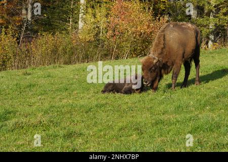 Un animale adulto di bisonte europeo o bisonte, Bison bonasus in latino sta nutrendo e un vitello è sdraiato in erba. Vivono nella Svizzera occidentale Foto Stock