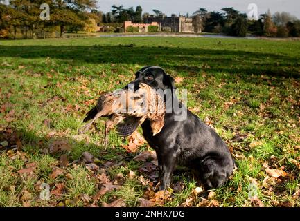 Black Labrador cane pistola con un fagiano ha appena recuperato in una sparatoria nel Regno Unito Foto Stock