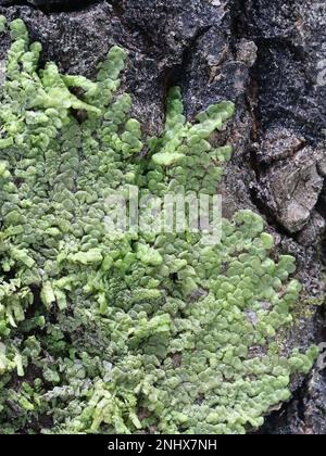 Anche Scalewart muschio, Radula complanata, un muschio cannabinoide dalla Finlandia Foto Stock