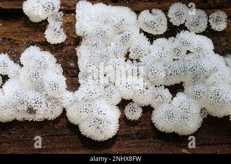 I porioides di Ceratiomyxa, chiamati anche porioides di Ceratiomyxa frutticulosa, comunemente noti come muffa di lime di Corallo Foto Stock