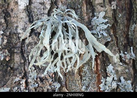 Ramalina fraxinea, nota come lichen cartilagineo Foto Stock