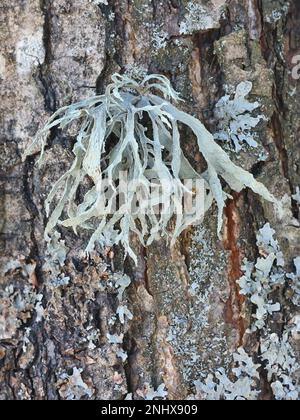 Ramalina fraxinea, nota come lichen cartilagineo Foto Stock