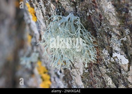 Evernia prunastri, noto anche come muschio di quercia, un bellissimo lichene ampiamente utilizzato in profumeria come fissativo Foto Stock