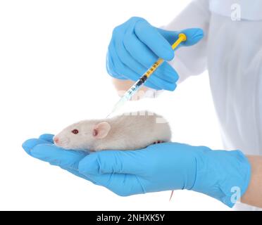 Scienziato con siringa e ratto su sfondo bianco, primo piano. Concetto di sperimentazione animale Foto Stock