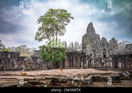 Due cani randagi si trovano vicino a un ingresso alle rovine del famoso tempio di Bayon, all'interno di Angkor Thom e vicino a Angkor Wat in Cambogia. Foto Stock