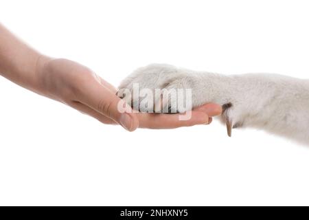 Cane che dà zampa a donna su sfondo bianco, primo piano Foto Stock