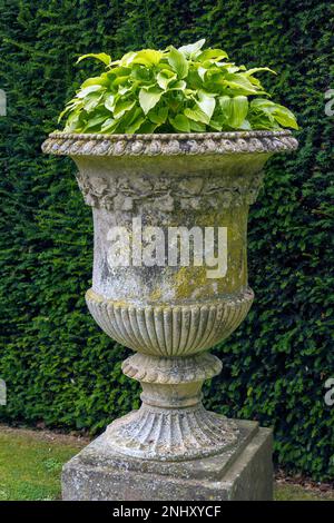 Vecchio, grande urna di pietra giardino piantatrice con piantate con hosta, Belvoir Castle Gardens, Leicestershire, England, Regno Unito Foto Stock