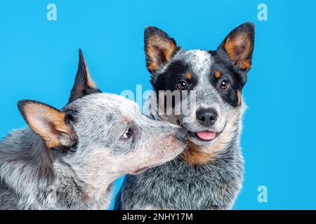 Due cuccioli carini allevano cani australiani o cicalini che giocano insieme, isolati su sfondo blu Foto Stock