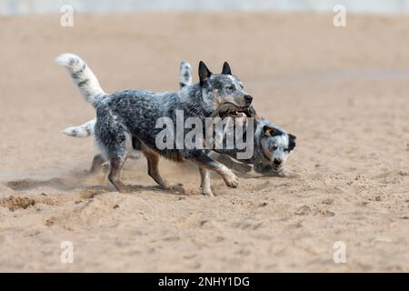 Blue Heeler o cane bovino australiano che gioca con i suoi cuccioli sulla spiaggia di sabbia Foto Stock