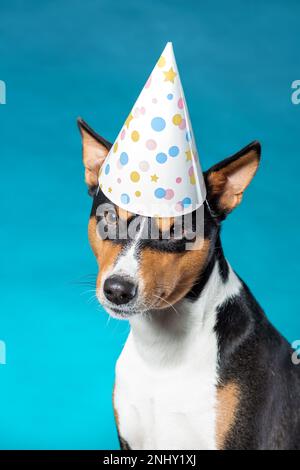 Arrabbiato o annoiato cane di razza basenji africana in cappello di compleanno seduto su sfondo blu Foto Stock