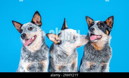 Tre simpatici cuccioli sorridenti di cicerello blu o di cane bovino australiano seduto su sfondo blu Foto Stock