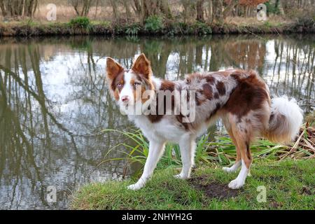 Un collie rosso di confine merle di tre colori si trovava su una riva del fiume, Surrey, Regno Unito. Foto Stock