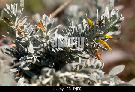 Primo piano di rametti di piante autoctone dell'Australia occidentale, eremophila glabra, tappeti Kalbarri, foglie grigio-verdi e fiori gialli. Copertura di terreno a crescita ridotta Foto Stock