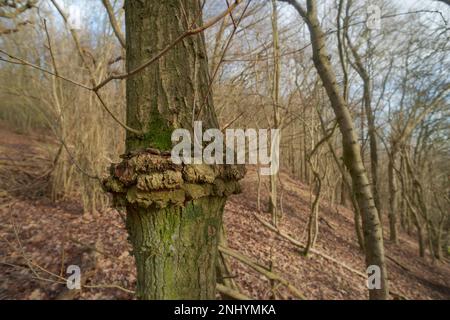 Albero di frassino spaventato a causa del filo metallico recinto che lo squilla e abbaia lentamente che è schiacciato su di esso come recupera, lasciando filo incorporato e recinto ora decomporsi Foto Stock