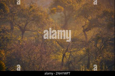 I frutteti di mele di Avalon, Glastonbury, Inghilterra Foto Stock