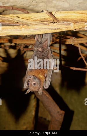 La piccola volpe rossa (Pteropus scapulatus) è un pipistrello megafropterano originario dell'Australia settentrionale e orientale. La specie pesa circa mezzo kil Foto Stock