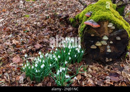 Parco Nazionale di Roztocze, snowdrops, Polonia Foto Stock