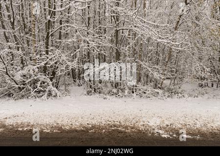 Forte vento soffiato neve soffiata su alberi che ricoprono la superficie esposta a nord, rami che si insidano sotto il peso di brulicante Foto Stock