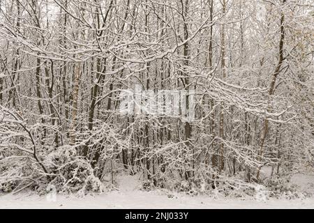 Forte vento soffiato neve soffiata su alberi che ricoprono la superficie esposta a nord, rami che si insidano sotto il peso di brulicante Foto Stock