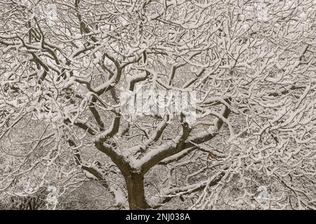 Forte vento soffiato neve soffiata su alberi che ricoprono la superficie esposta a nord, rami che si insidano sotto il peso di brulicante Foto Stock