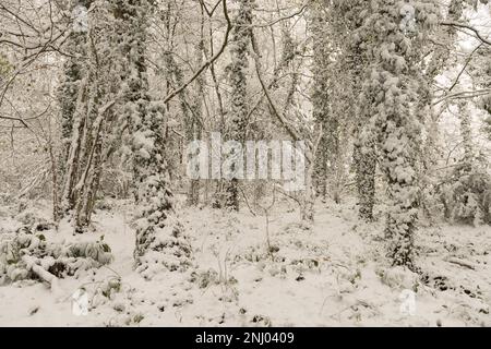 Forte vento soffiato neve soffiata su alberi che ricoprono la superficie esposta a nord, rami che si insidano sotto il peso di brulicante Foto Stock